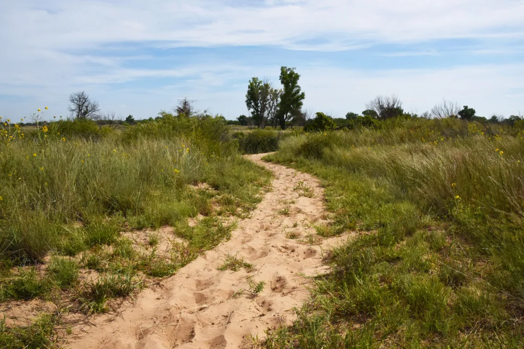 Sandy path through the Sand Hills prairie near Hutchinson, Kansas